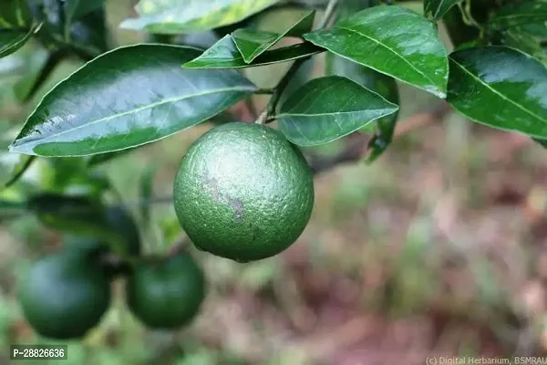 Baishnab  ms011 Lemon Plant-thumb0