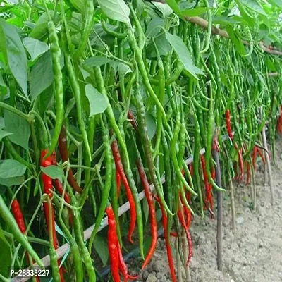 Baishnab chilli seed500 ps fw Long Red Slim Chilli Seeds500PIECE