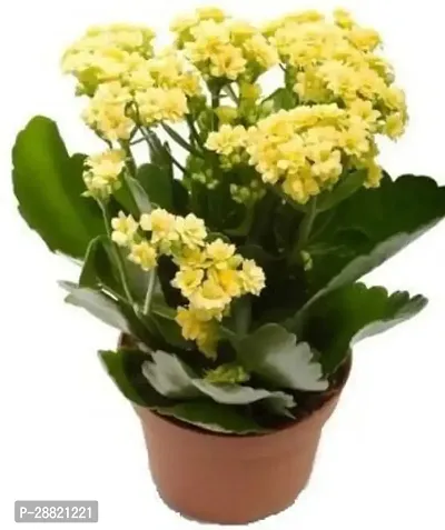 Baishnab  Kalanchoe Plant  YELLOW DARK  Kalanchoe-thumb0