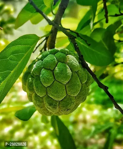 Baishnab  Custard Apple Live Plant Disha309082 C-thumb0