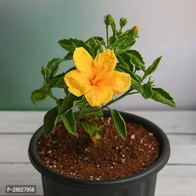 Baishnab  Hibiscus Gudhal Flower Yellow  Plant-thumb0