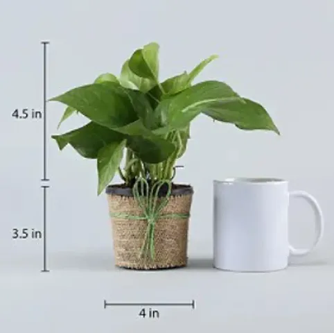 Must Have Plant & Planters 