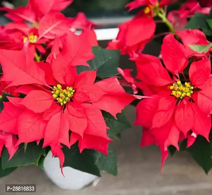 Baishnab  Poinsettia Plant 06 Poinsettia Plant