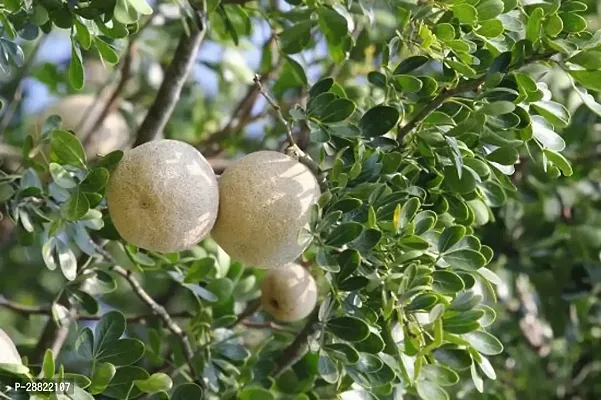 Baishnab  WOOD APPLE Wood Apple Plant-thumb0