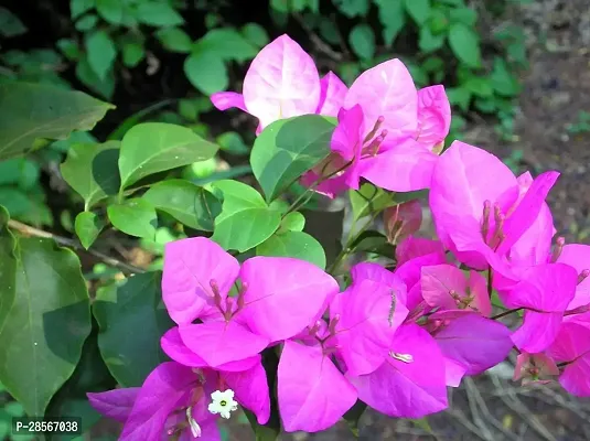 Baishnab Baugainvillea Plant Bougainvillea Flower Plant(01)-thumb2