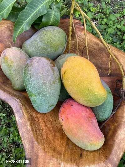 Baishnab  VIETNAM ALL TIME MANGO Mango Plant