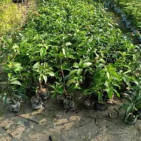 Baishnab Mango Plant MANGO_JAPANESE_VARIETY_180-thumb1