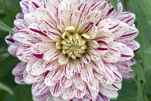 Baishnab Chandramollica gy125PS mc JKDahlia Double Mixed Hybrid Flower Seeds   D3118125PIECE-thumb1