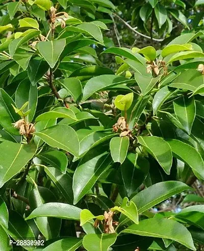 Baishnab  Bokul Flower Plant B010 ZZ Plant