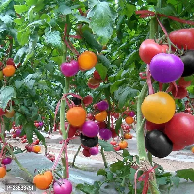 Baishnab tomato sed 250 ps cctyImported Rare Dwarf Rainbow Tomato Seeds250PIECE-thumb0