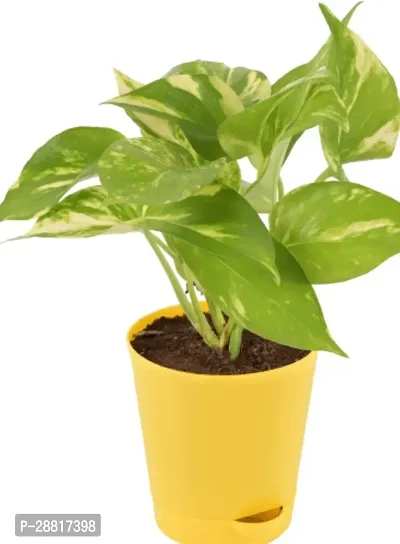 Baishnab  Money Plant M006 Money Plant-thumb0