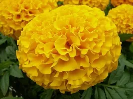 Baishnab merigold plantrM Marigold Yellow88140PIECE-thumb2