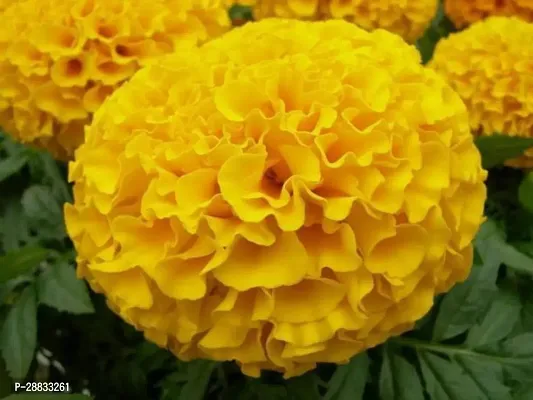 Baishnab merigold plantrM Marigold Yellow88140PIECE-thumb3