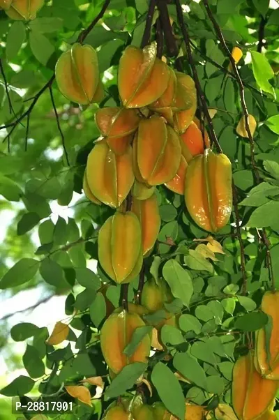 Baishnab  Star Fruit Plant 018 Star Fruit Carambola-thumb0