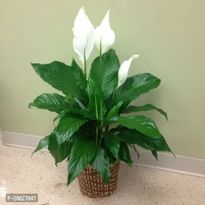 Baishnab  RSP866 Peace Lily Plant-thumb0