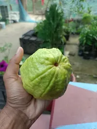 Baishnab Guava Plant VNR GAUVA-thumb2