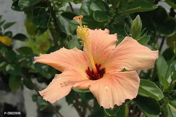 Baishnab  Hibiscus Yellow CF20291 Hibiscus Plant-thumb0