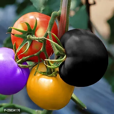 Baishnab tomato seed 100 ps bbt Organic Rainbow Tomato Seeds100PIECE