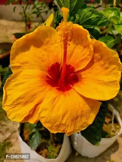 Baishnab  he11 Hibiscus Plant