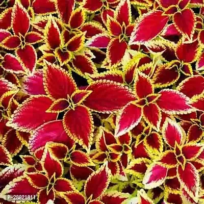 Baishnab  Live Coleus Red Green Home Decor Ornament-thumb0