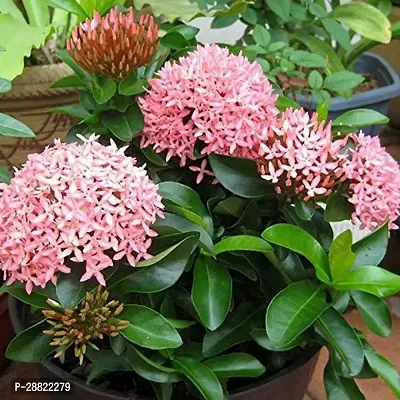 Baishnab  Ixora Orange PlantChethi PlantCFA401-thumb0