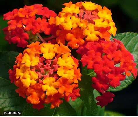 Baishnab  Lantana live plant Flower 1 Healthy Live-thumb0