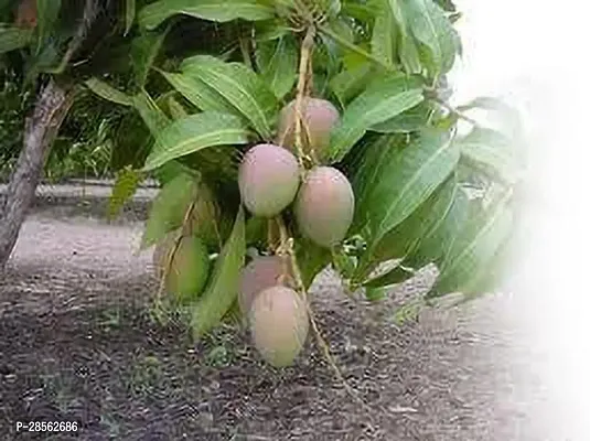 Baishnab Mango Plant Plant Mango Tree (Amrapali, Grafted) - Plant-thumb0