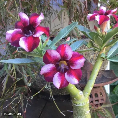 Baishnab  AdeniumHybrid PlantGrafted0132 Adenium-thumb0