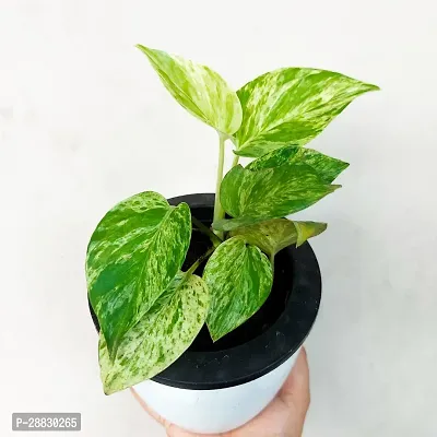 Baishnab  Money Plant CF002111 Money Plant