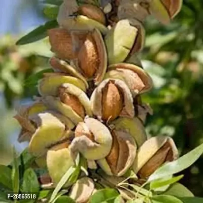 Baishnab Almond Plant Live Plant Badam Indian Almond Tropical-Almond Deciduous And Erect Tree Pot Suitable Garden Plant(1 Healthy Live Plant)-thumb0