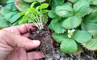 Baishnab Strawberry Plant Strawberry-thumb1