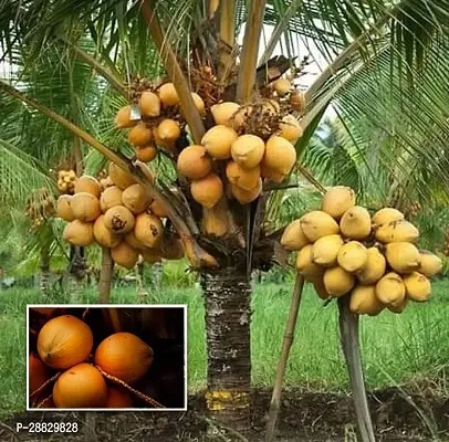 Baishnab  Premium Coconut Live Plant CF28 Coconut