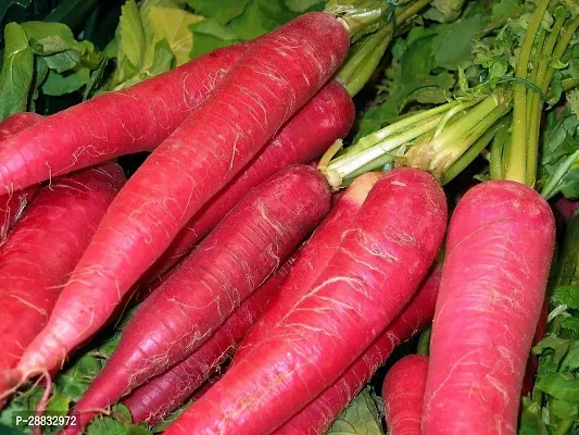 Baishnab Gajar Seed 2500 ps par 100 percent Carrot Red Organic F1 Hybrid Seeds 2500 Seed2500PIECE-thumb0