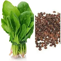 Baishnab SPL SEED 08Malabar Spinach   Palak seed  15 palang15PIECE-thumb2