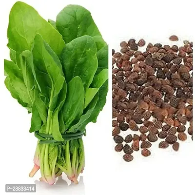 Baishnab SPL SEED 08Malabar Spinach   Palak seed  15 palang15PIECE-thumb3