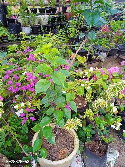 Baishnab  Bougainvillea Plant CF00038 Baugainvill