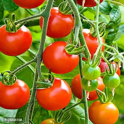 Baishnab seed 12Tomato Seed150PIECE