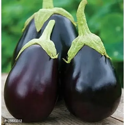 Baishnab Brinjal seed 60 per packet tuKD 131560PIECE