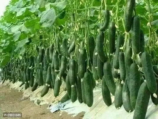 Baishnab Cucumber Seed 70 Pscucumber G53570PIECE