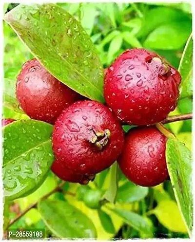 Baishnab Guava Plant Guava Plant-GSDLANTOJ-thumb0