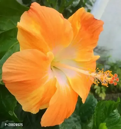 Baishnab  hibqx01 Hibiscus Plant