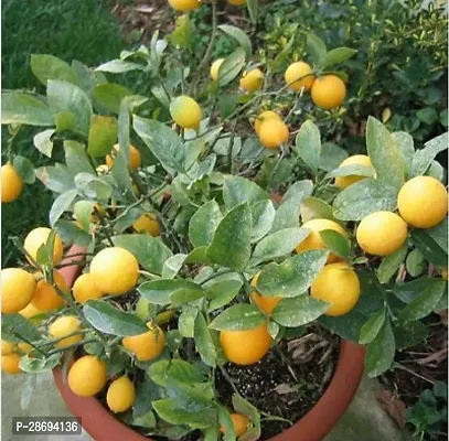 Baishnab Lemon Plant Lemon Plant ( Frok Lemon Plant )-thumb0