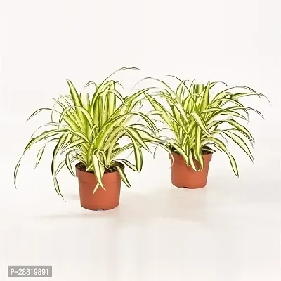 Baishnab  Spider Plant Chlorophytum Comosum Natural-thumb0