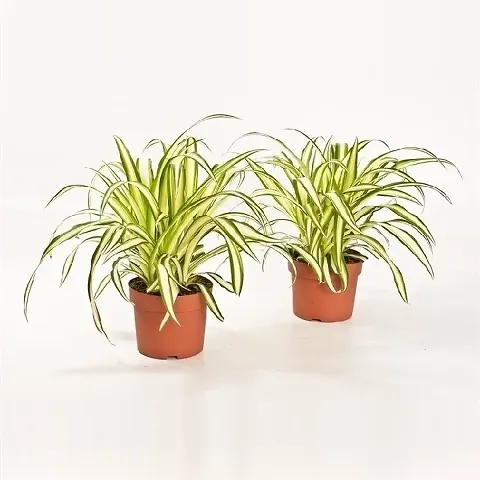 Best Selling Plant & Planters 