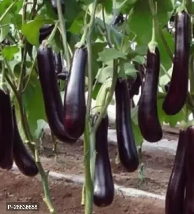 Baishnab  Brinjal Plant Brinjal-thumb0