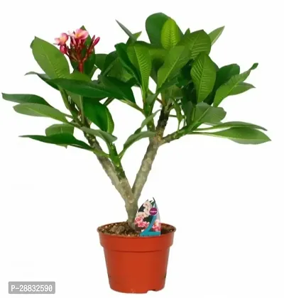 Baishnab  BL320 Plumeria Plant-thumb0