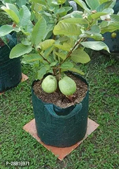 Baishnab  B222 Guava Plant-thumb0
