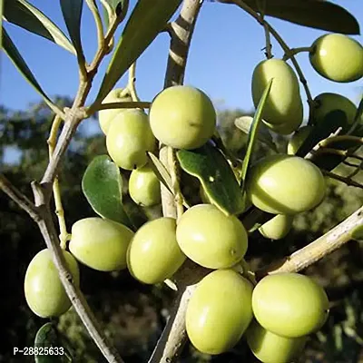 Baishnab  Indian OliveJalpai Live Plant CF016 ZZ