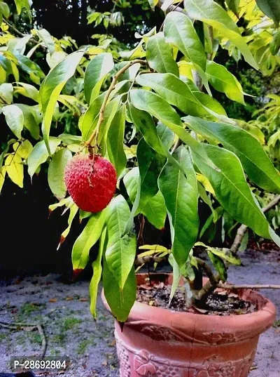 Baishnab Litchi Plant Indian Early Large Red Dwarf Grafted Sweet Tasty Hybrid Litchi Plant.-thumb0