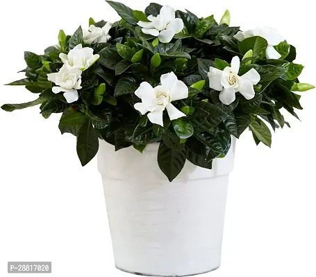 Baishnab  chandni double jasmine live plant with po-thumb0